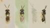 Coccophagus sp.